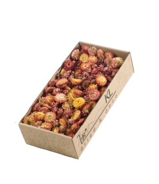 LDD Lachsfarbene Strohblumen Helichrysum-Köpfe | Gewicht 100 Gramm | Pro Stück