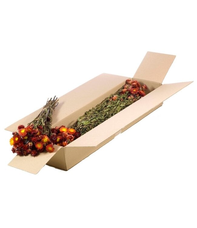 Natürliche rote getrocknete Strohblumen | Helichrysum Trockenblumen | Bestellung pro 5 Sträuße