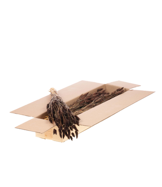 LDD Lagurus ovatus dried flower dark brown | Per 5 bunches