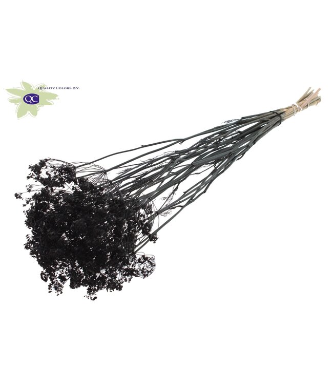 Black bunch of dried dill | Anethum dried flowers | 10 stems per bunch | Order per 6 bunches