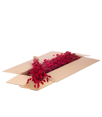 LDD Lagurus ovatus dried flower red | Per 5 bunches