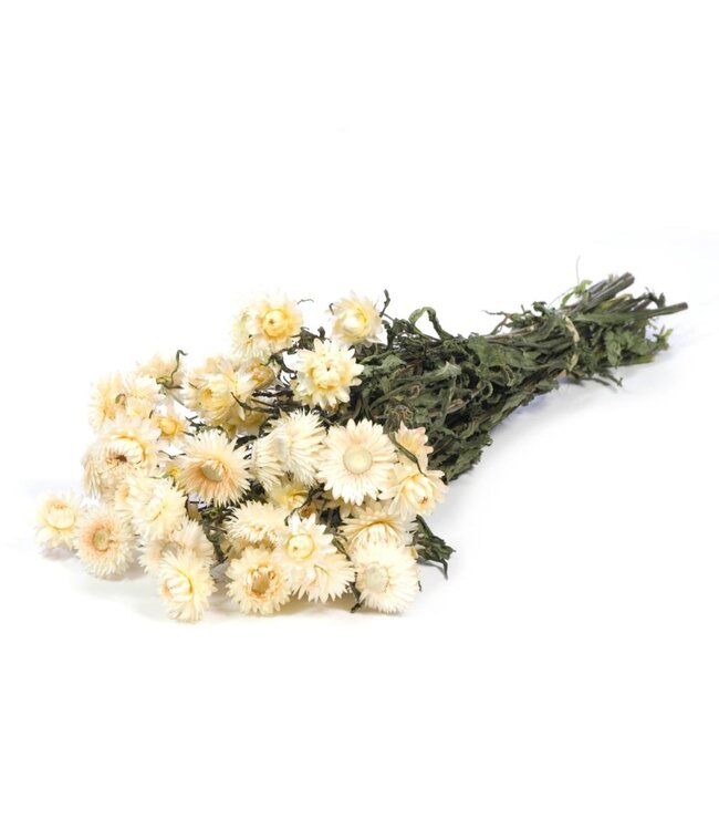 Natural white dried straw flowers | Helichrysum dried flowers | Order per 20 bunches