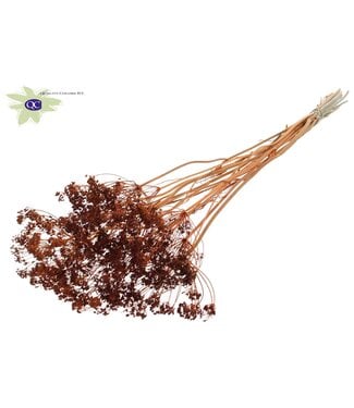 QC Orange bunch of dried dill | Anethum dried flowers | Per 6 bunches x 10