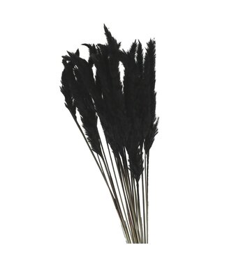 4A Black Pampas grass plumes fluffy | Length 80 centimetres | Per bunch