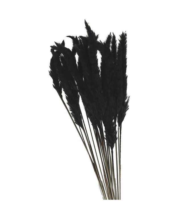 Black Pampas grass plumes fluffy | Length 80 centimetres | Order by bunch