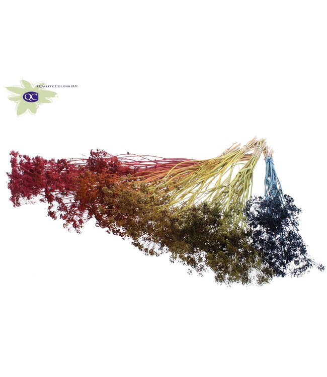 Gemengde kleuren bos gedroogde dille | Anethum droogbloemen | 10 stelen per bos | Per 6 bossen te bestellen