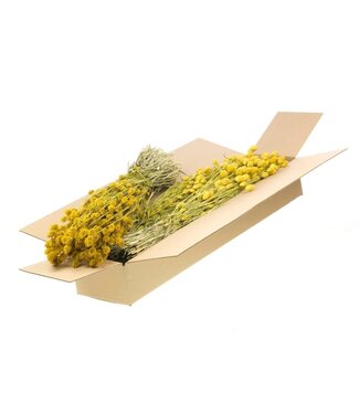 LDD Yellow dried Phalaris | Per 4 bunches