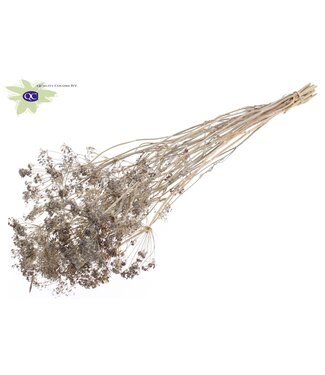 QC Matt white bunch of dried dill | Anethum dried flowers | Per 6 bunches x 10