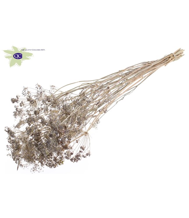 Matt white bunch of dried dill | Anethum dried flowers | 10 stems per bunch | Order per 6 bunches