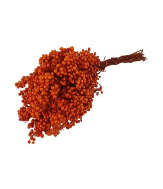 QC Orange dried pepper berries | Packed per piece | Per 5 pieces