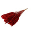 Red Pampas grass plumes fluffy | Length 80 centimetres | Order by bunch