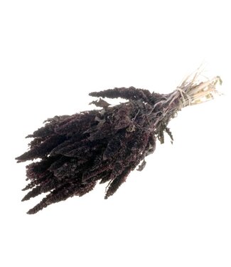 LDD Amaranthus Cruentus séché brun foncé | Fleurs séchées de quenouille | Par 15 bouquets