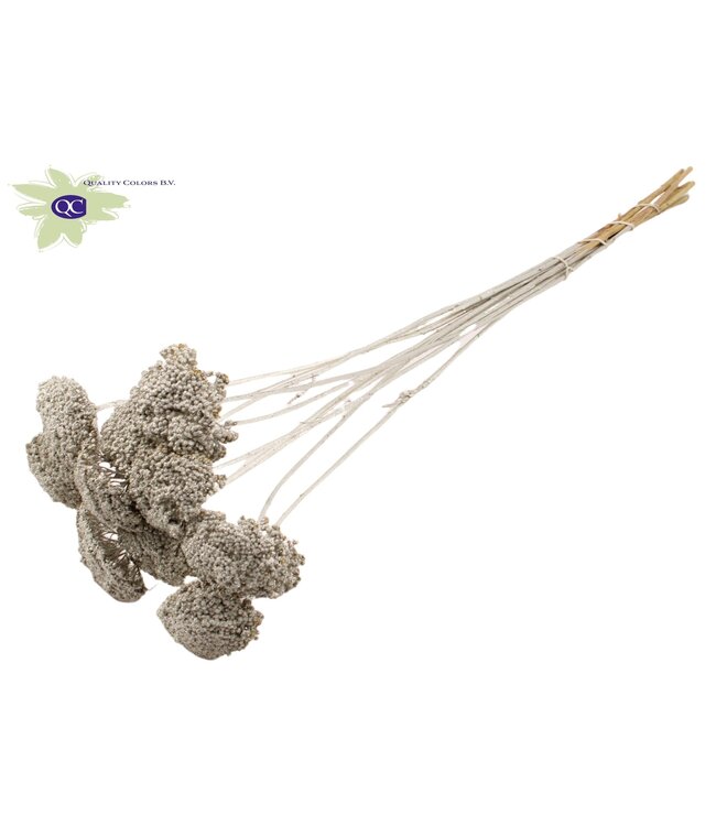 Platinum-coloured dried Achillea Parker | Yarrow dried flowers | Length 60 centimetres | Ordered per 200 pieces