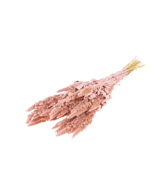 LDD Mat rose-coloured dried Amaranthus Cruentus | Cattail dried flowers | Per 15 bunches