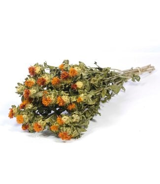 LDD Natural orange dried Carthamus | Safflower or Bidens dried flowers | Per 15 bunches