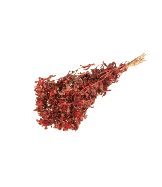 LDD Red dried Carthamus | Safflower or Bidens dried flowers | Per 15 bunches