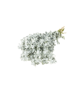 LDD Matt grey dried Carthamus | Safflower or Bidens dried flowers | Per 15 bunches