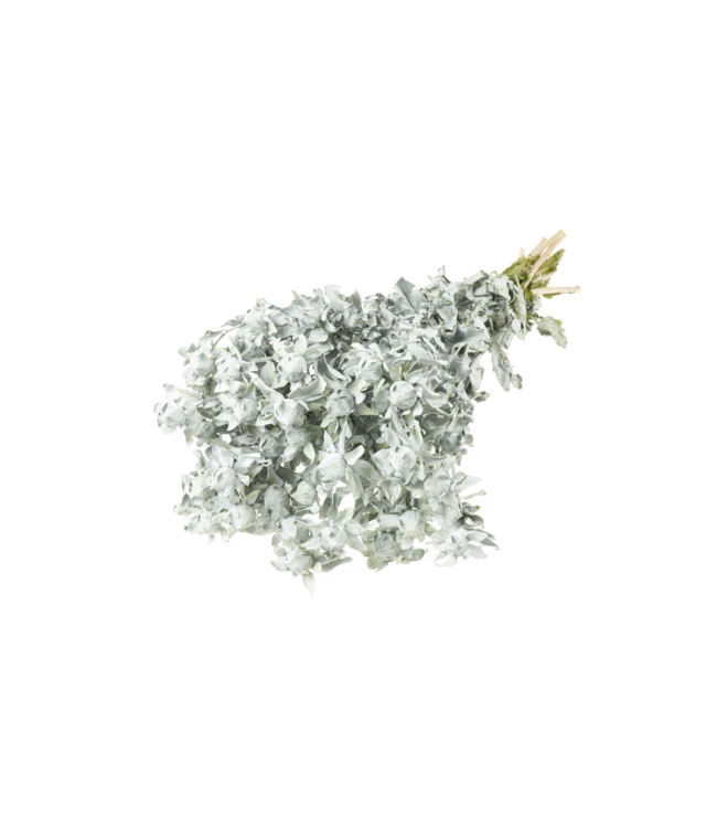 Matt grey dried Carthamus | Safflower or Bidens dried flowers | Order per 15 bunches