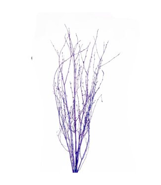 LDD Blue spring colour dried birch branches | Length 75 centimetres | 5 branches per bunch | Per 40 bunches