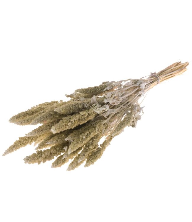 Matt white dried Amaranthus Cruentus | Cattail dried flowers | Order per 15 bunches