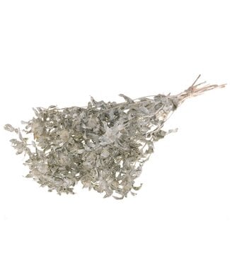 LDD Matt white dried Carthamus | Safflower or Bidens dried flowers | Per 15 bunches