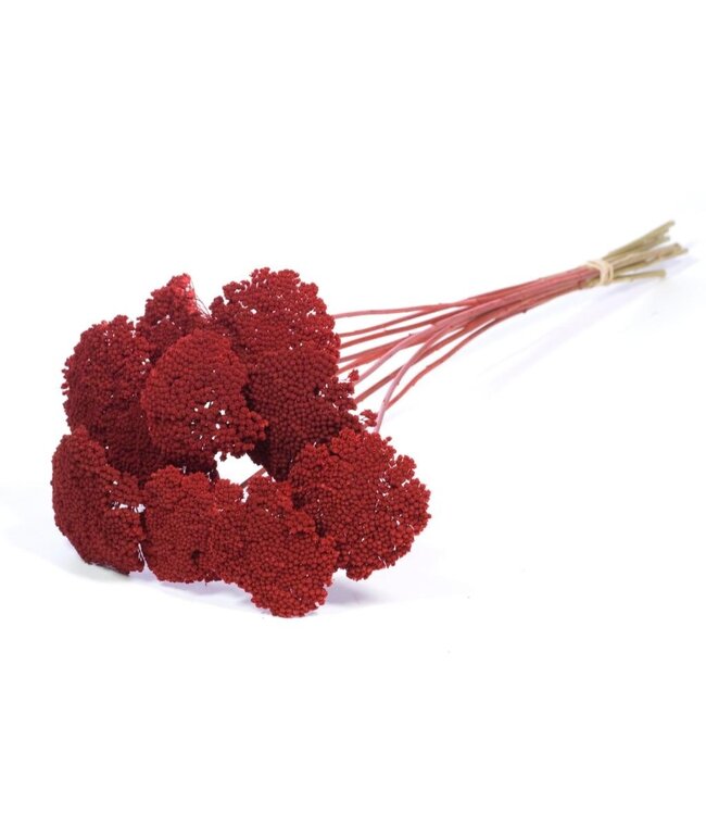 Red dried Achillea parker | Yarrow dried flowers | Order per 15 bunches