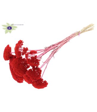 QC Coral-coloured dried Achillea Parker | Yarrow dried flowers | Length 60 centimetres | Per 100 pieces