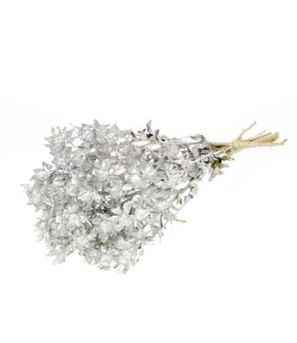 LDD Silver dried Carthamus | Safflower or Bidens dried flowers | Per 15 bunches