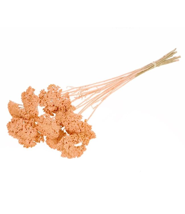 Matt coral-coloured dried Achillea parker | Yarrow dried flowers | Order per 15 bunches