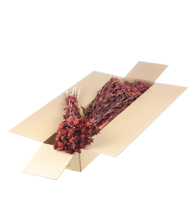 Red dried Carthamus | Safflower or Bidens dried flowers | Order per 3 bunches