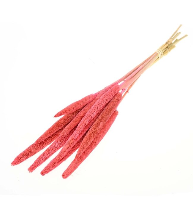 Pink dried Babala | Millet or Millet dried flowers | 10 Babalas per bunch | Order per 18 bunches