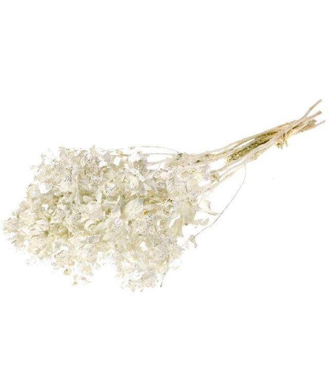 White silver dried Carthamus with glitter | Safflower or Bidens dried flowers | Order per 15 bunches