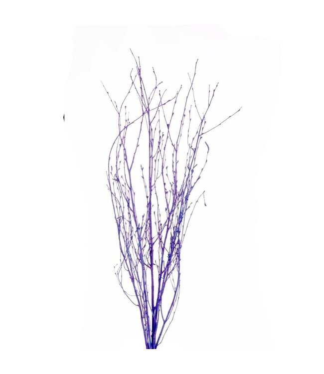 Blue spring colour dried birch branches | Length 75 centimetres | 5 branches per bunch | Order per 8 bunches