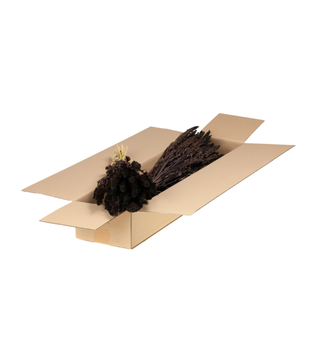 Donkerbruine gedroogde Amaranthus Cruentus | Kattenstaart droogbloemen | Per 4 bossen te bestellen