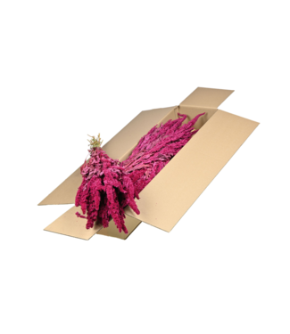 LDD Christmas coloured dried Amaranthus Cruentus | Cattail dried flowers | Per 4 bunches