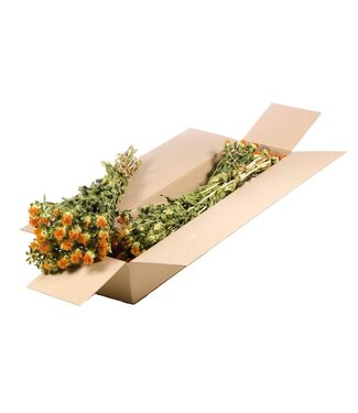 LDD Naturel oranje gedroogde Carthamus | Saffloer of Bidens droogbloemen | Per 3 bossen