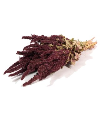 LDD Naturel rode gedroogde Amaranthus Cruentus | Kattenstaart droogbloemen | Per 20 bossen