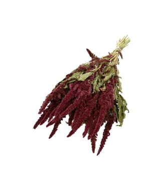 4A Rote getrocknete Amaranthus Cruentus | Getrocknete Rohrkolbenblüten | Länge 50 Zentimeter | Pro Strauß