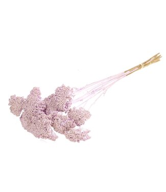 LDD Mat lilac-coloured dried Achillea parker | Yarrow dried flowers | Per 15 bunches