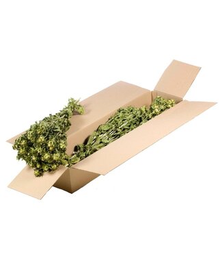 LDD Natürliche grüne Carthamus | Saflor oder Bidens Trockenblumen | Länge 55 Zentimeter | Pro 3 Bündel
