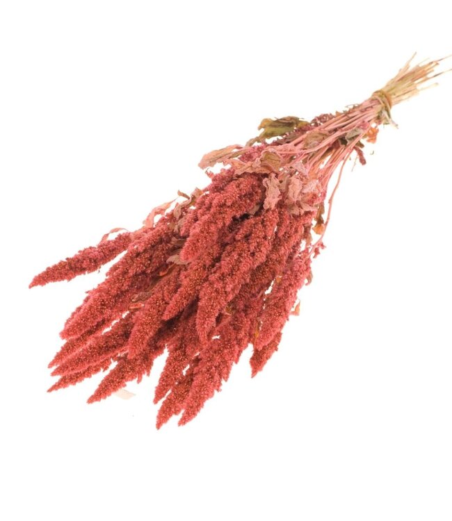 Pink dried Amaranthus Cruentus | Cattail dried flowers | Order per 15 bunches