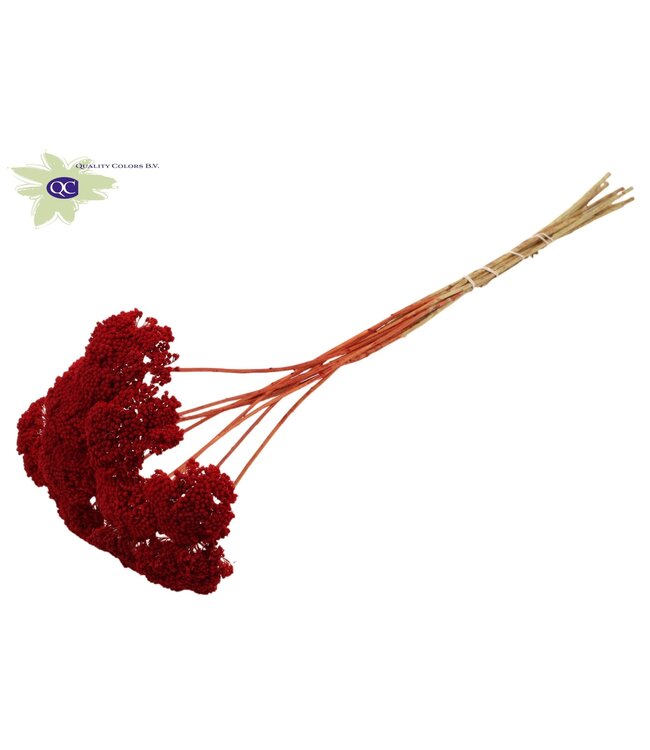 Red dried Achillea Parker | Yarrow dried flowers | Length 60 centimetres | Order 200 pieces