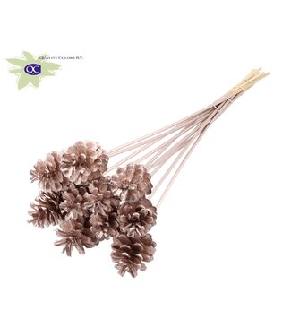 QC Champagne-coloured pine cones side plugs on stick | Diameter 5 - 7 centimetres | Per 50 pieces