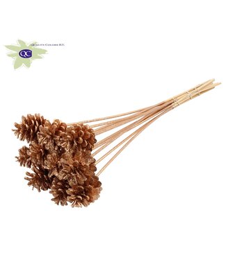 QC Antique gold coloured pine cones side plugs on stick | Diameter 5 - 7 centimetres | Per 150 pieces