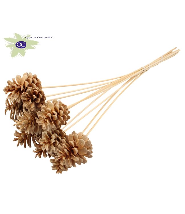 Bleached pine cones on stick | Diameter 5 - 7 centimetres | Order per 50 pieces