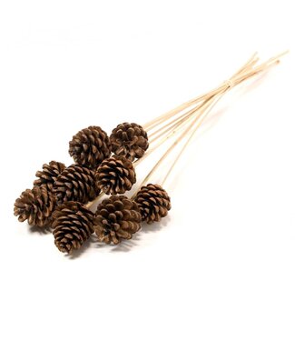 LDD Natural pine cones on stick | 10 pieces per bunch | Diameter 5 - 7 centimetres | Per 12 pieces