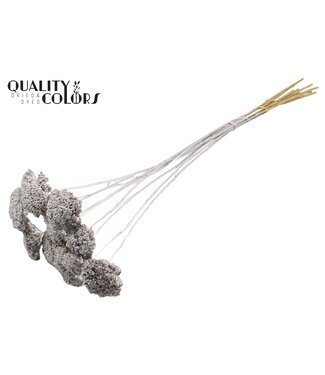 QC Silver dried Achillea Parker | Yarrow dried flowers | Length 60 centimetres | Per 100 pieces