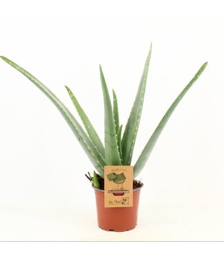 ME Aloe Vera | Topfgröße 12 | Pro 10 Stück