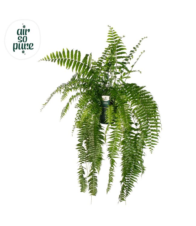 Nephrolepis Macho - Air So Pure P20 | Per stuk