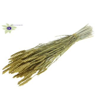 QC Gedroogde tarwe | Triticum droogbloemen | Lengte 60 centimeter | Metaalkleurig geel | Per 6 bossen